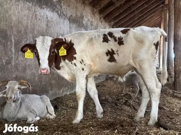 Bika, Simmental cattle — Magyarország