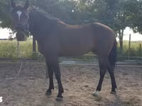 Caballo, Caballos — foto 6