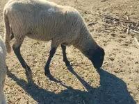 母羊, Tsigai sheep — 照片 2