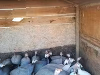 Guinea fowl — foto 1
