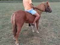 Jument, Chevaux — photo 2
