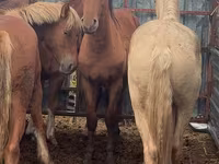 Hengst, New Altai Horse — Foto 3