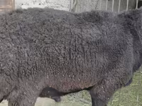 Ram, Hissar sheep — photo 5