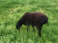 Bélier, Moutons — photo 2