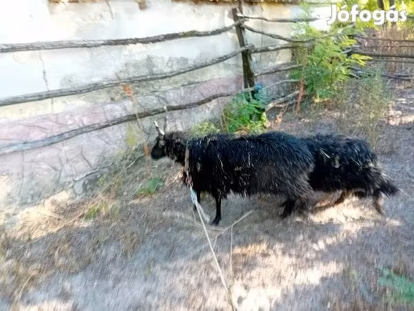 Oveja, Racka sheep — Hungría