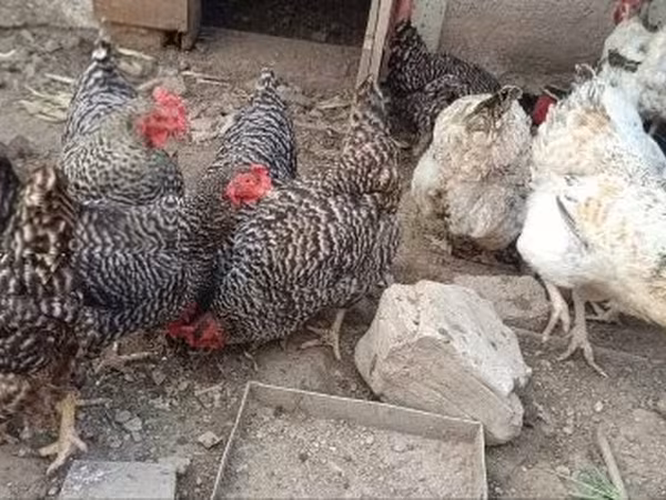 Chickens — Hongrie