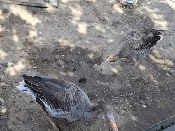 Geese — Maďarsko