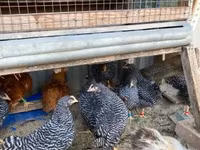 萨塞克斯 — 照片 2