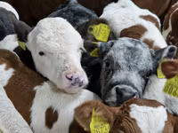 Bydło (partia, płeć nieokreślona), Simmental cattle — zdjęcie 2