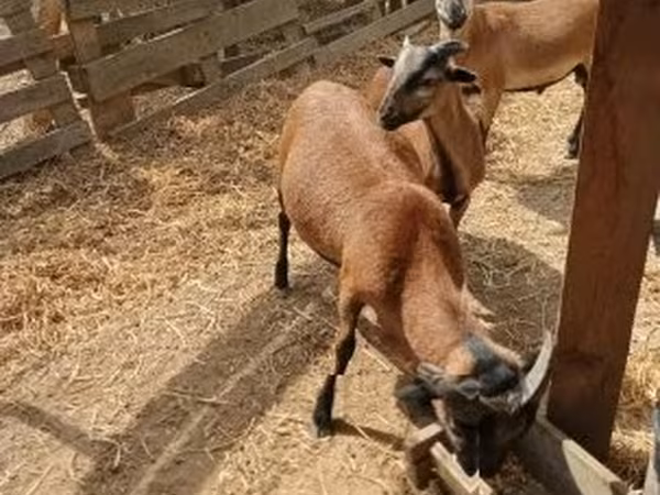 Kozel, Kozy — Maďarsko