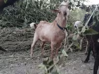 Cabras (lote, sexo no especificado), Cabras — foto 4