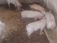 猪（批次，未指定性别）, Pigs — 照片 2