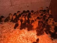 Německý pekin — foto 3