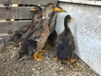 Ducks — photo 3