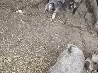 Säue, Вьетнамская вислобрюхая — Foto 2