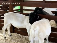 Kos, Suffolk sheep — 8. fotó