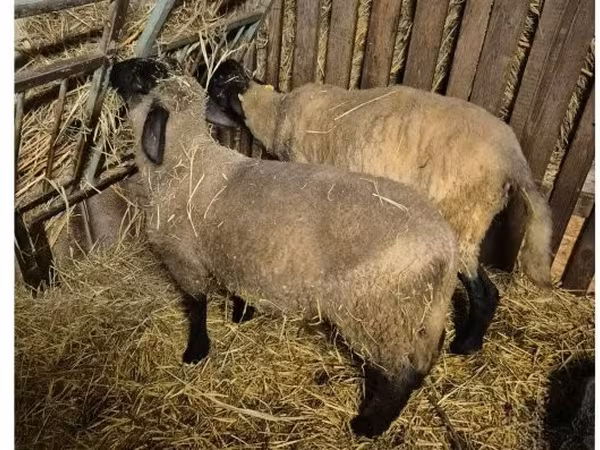 كبش, White Suffolk sheep — هنغاريا