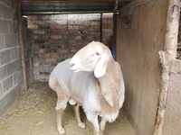 Kos, Arashan sheep — 3. fotó