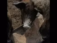 母猪, Мангалица — 照片 1