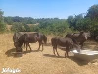 Kanca, Hucul pony — 2. fotó