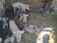 公猪, Pigs — 照片 4