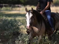 Égua, Quarter Horse — foto 6