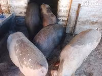 Pigs (batch, sex not specified), Pigs — photo 4