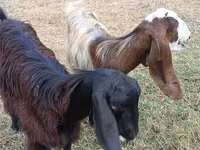 عنزة, Damask goat — الصورة 2