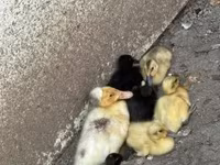 Ducks — photo 1