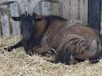 Bak, Alpine goat — 1. fotó