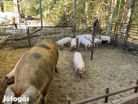 母猪, Pigs — 照片 4