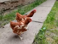 Chickens — Foto 1