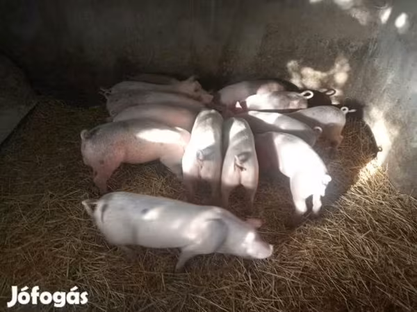 Sow, Pigs