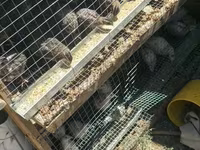 Quails — zdjęcie 3