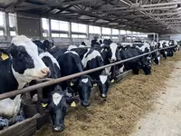Cow, Holstein breed — photo 4