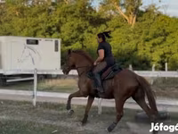 Caballo, Thoroughbred horse — foto 4