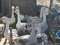 Geese — Foto 1
