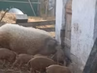 मादा सूअर, Мангалица — फ़ोटो 2