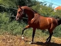 घोड़ा, Arabian horse — फ़ोटो 1