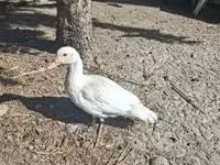 Ducks — 2. fotó