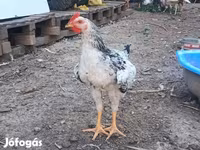 萨塞克斯 — 照片 3