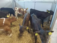 بقرة, Simmental cattle — الصورة 3