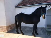 घोड़ी, Hungarian horse breed — फ़ोटो 1