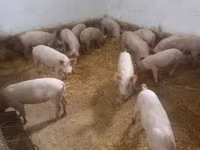Schweine (Partie, Geschlecht nicht angegeben), Крупная белая — Foto 5