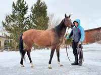 Jument, Akhal-Teke — photo 2