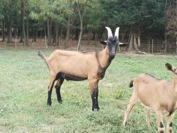 تيس, Alpine goat
