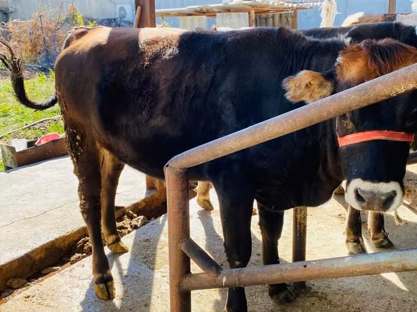 सांड, Swiss cattle