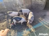 मादा सूअर, Вьетнамская вислобрюхая — फ़ोटो 2