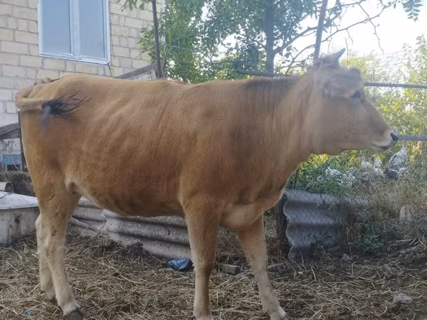 Vaca, Vaca marrón del Cáucaso