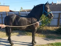 घोड़ी, Hungarian horse breed — फ़ोटो 4